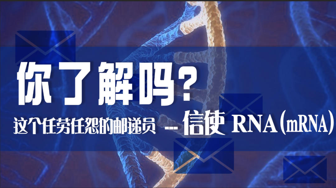 科普?qǐng)@地|這個(gè)任勞任怨的郵遞員——信使 RNA（mRNA），你了解嗎？